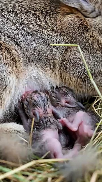 how pity baby rabbit #sad (2)