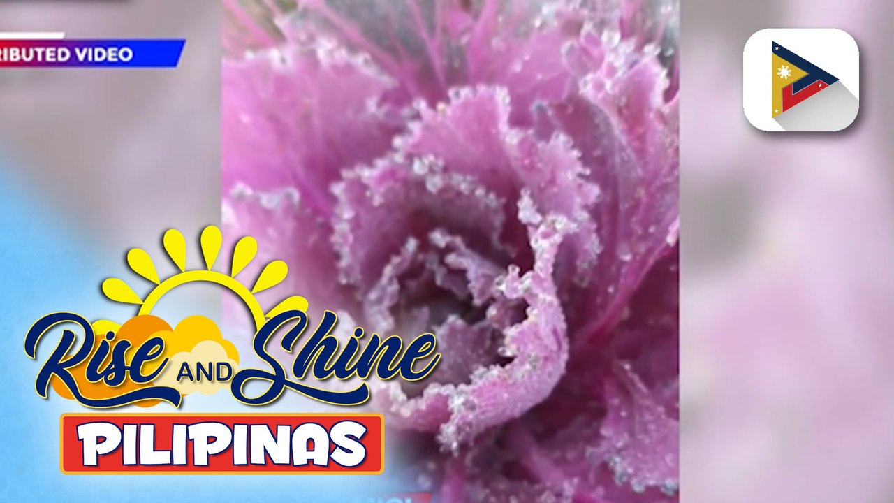 ‘Frost’ o Andap, tumama sa ilang taniman sa Atok, Benguet; Isang lokal na opisyal, nilinaw na walang malaking epekto ang pangyayari sa kanilang mga taniman | ulat ni Bridgette Fangosfian ng PTV Cordillera