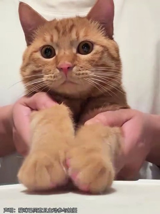 My orange cat learning a new trick before the New Year 😹