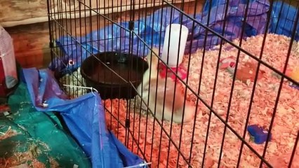 AGGRESSIVE HYDRATION | #SparklegleamFarm #Lemongrab #farm #goose #farmanimals #soft #cute