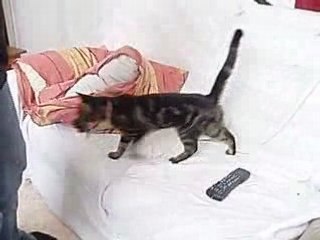 Coquine qui rapporte son jouet