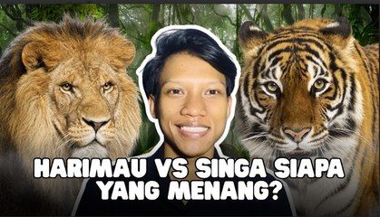 Analisis Biologis Ungkap Harimau Memiliki Peluang Menang Duel Lawan Singa