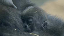 Meet the Tiniest — and Absolutely Cutest — Baby Gorilla You’ve Ever Seen