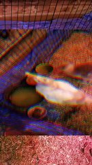 Join Tooey and Lemongrab for a peaceful breakfast. | #SparklegleamFarm #Lemongrab #Tooey #farm #geese #farmanimals #soft #cute