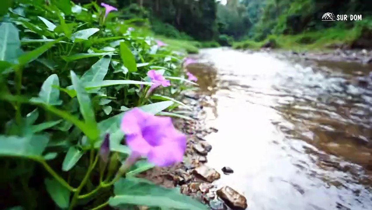 Part 62 - A Girl Alone Surviving In The Forest - Wilderness Cooking & Sowing the Seeds of Life - YouTube