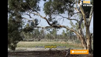 Sarang semut gula di bawah pohon!   Kecil, licin, dan pekerja keras—koloni ini membangun kerajaan tersembunyi tepat di bawah akar. Siap-siap, dapur bisa jadi target berikutnya! 🌳🍬