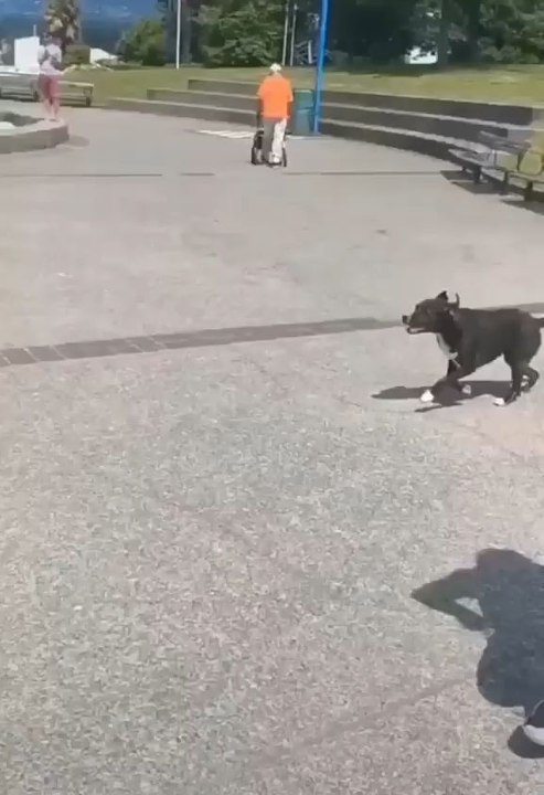 funny video