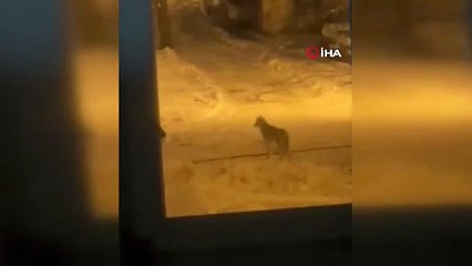 Tatvan'da şehir merkezine inen kurt görüntülendi