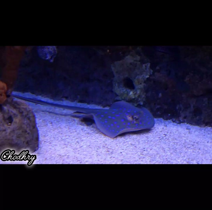 stingray