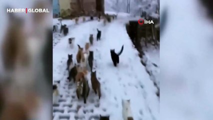 Erzincan’da kar yağışının ardından yiyecek bulamayan köy kedilerini besledi