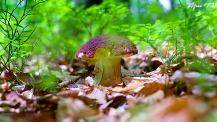 Instrumental Music For Sleep - Peaceful And Calming Ambient Sounds And Soft Piano