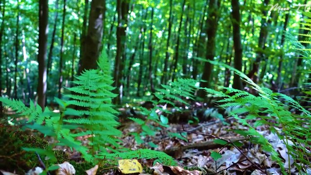 Mindfulness Meditation Music For Anxiety - Soothing Bell Chimes And Gentle Melodies