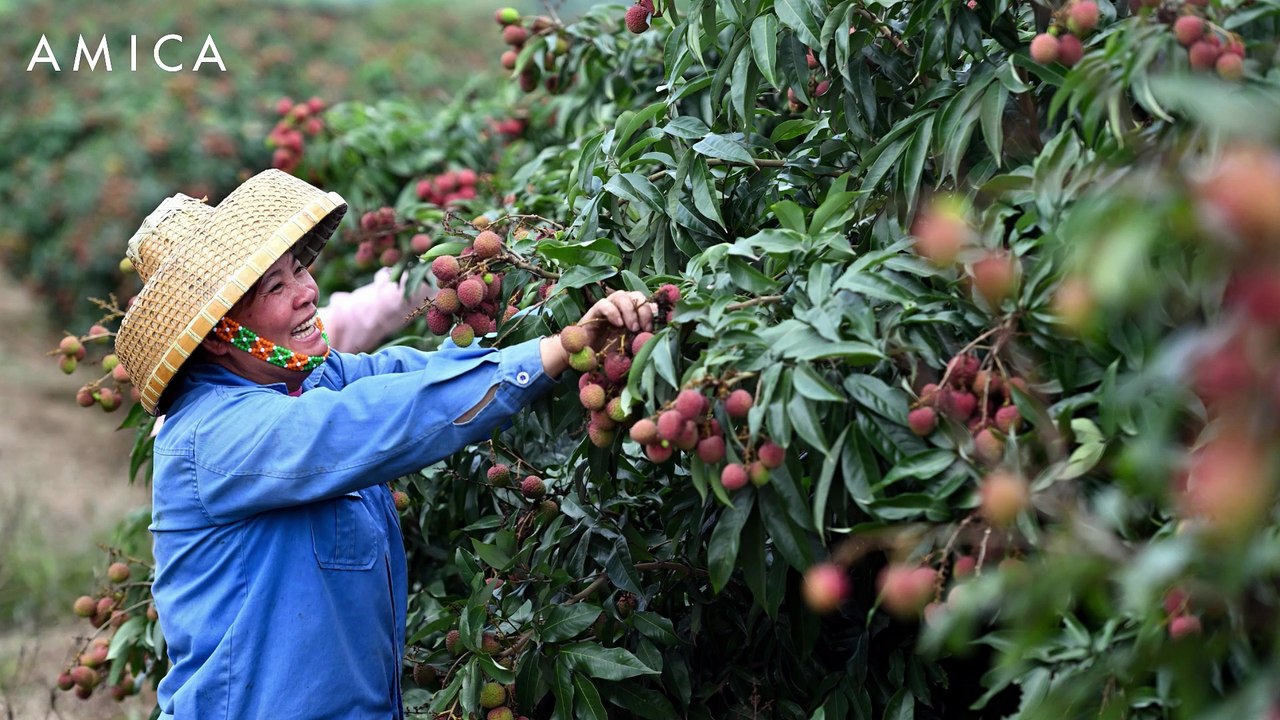 Litchi, tutti i benefici del frutto che profuma come un fiore