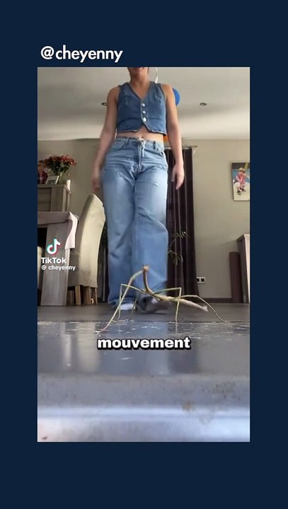 Pourquoi cet animal ressemble à une branche ? #phasme #branche #camouflage #animaux #nature