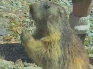 Tête Sud du Replat 3429 m  - Ecrins