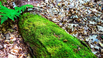 Relaxation Music For Insomnia - Peaceful And Calming Ambient Sounds And Soft Piano