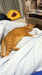 #funny video #shortvideo #viralvideo #funnyadda#