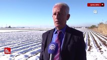 Şanlıurfa'da etkili olan kar yağışı çiftçiye umut oldu