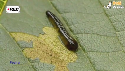 🐛 Siput Pir & Ceri: Musuh Daun yang Licik!   Meski disebut “slug”, mereka sebenarnya larva lalat sawfly. Mereka menggerogoti daun pir & ceri hingga tinggal kerangka. Waspadai si kecil yang rakus ini!