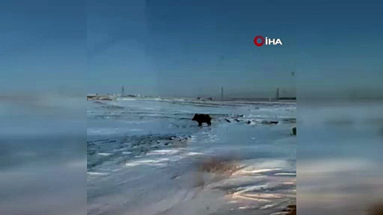 Maden işçileri görüntüledi... Karlar içinden simsiyah bir dev çıktı!