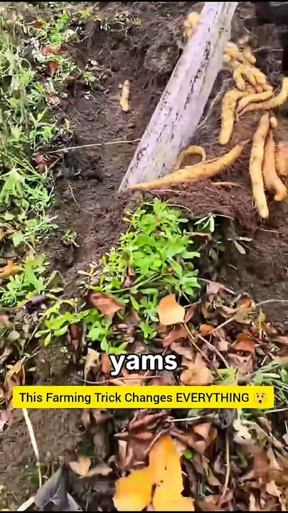 This Farming Trick Changes EVERYTHING 😲#FarmingHack #SmartFarm #YamHarvest
