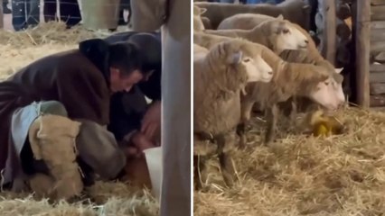 La pecora partorisce un agnellino durante la rappresentazione della Natività nel presepe vivente a Montursi: il video
