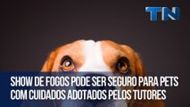 Show de fogos pode ser seguro para pets com cuidados adotados pelos tutores