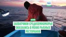 Появившиеся в Средиземноморье ядовитые крылатки стали деликатесом на Кипре