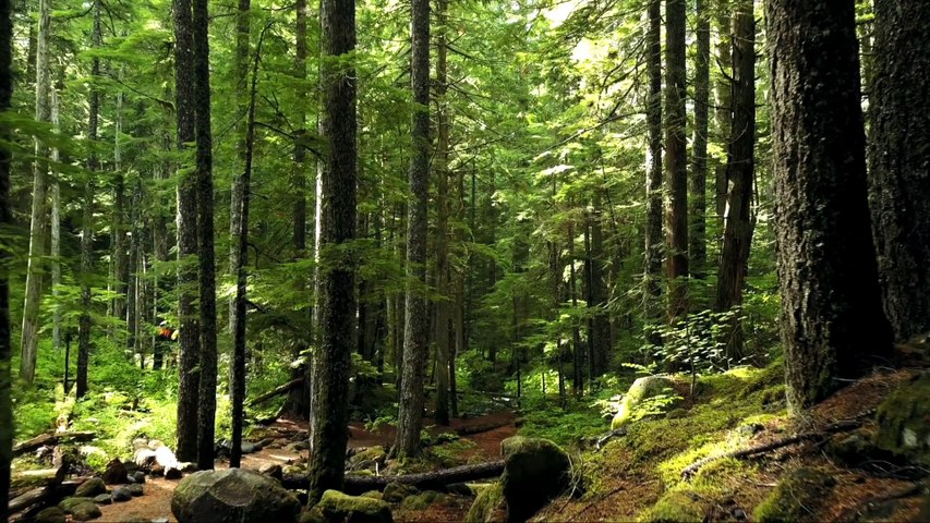 5 Minutes of Relaxing Music for Sleep, Meditation & Peace
