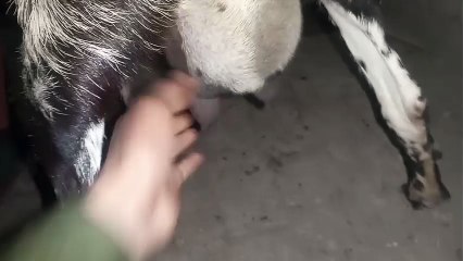 goat farm success story | goat farm kaise start kare | how to start goat farm business in pakistan