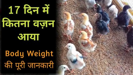 17 दिन में कितना वज़न आया | desi murgi palan | Poultry Farm 17 days