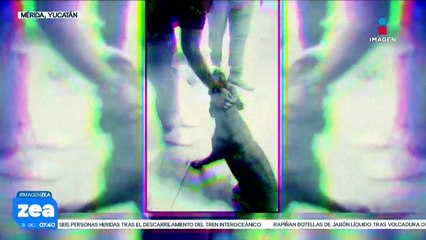 Perrito que intentó robar peluche en Yucatán fue adoptado y ahora su nombre es “Thor”