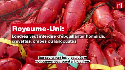 Le Royaume-Uni veut interdire d'ébouillanter vivants les mollusques et crustacés