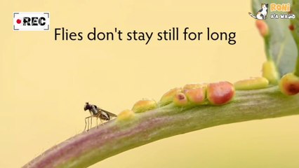 🦟 Sekilas kecil dan sepele, tapi lalat bisa jadi pembawa penyakit mematikan!   Dari sampah ke makananmu — itulah jalur cepat bakteri, virus, dan parasit masuk ke tubuh manusia. Tetap waspada dan jaga kebersihan!