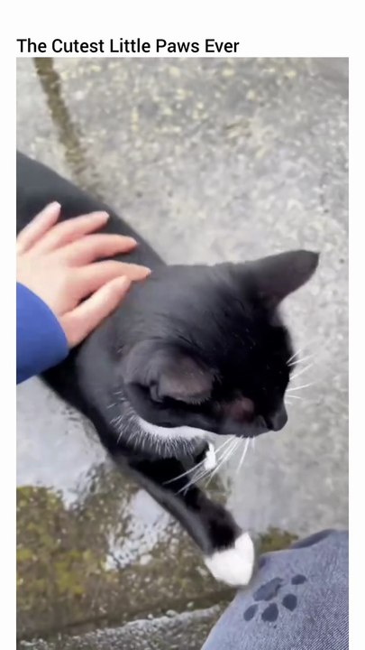 Little_paws_🐾🥹