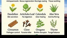 herbs for gut healing