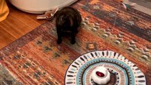 Toy proves too quick for lazy cat who keeps getting smacked and barely reacts