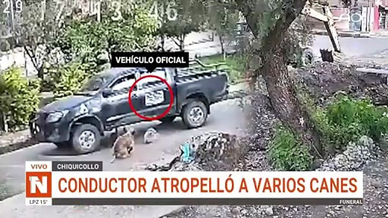 PERROS AROPELLADOS