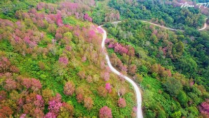 Mindfulness Meditation Music For Stress Relief - Soothing Nature Sounds And Gentle Melodies