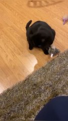 Bored cat? Say no more 🐾This chirping bird keeps cats jumping & playing!🛒 Grab yours now on our website