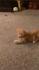 Instant entertainment for curious cats 😻Lightweight, bouncy, and impossible to ignore.Turn boring days into playtime in seconds.👉 Shop now on our website 🐾✨