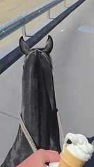 Woman rides horse through McDonald’s drive-thru