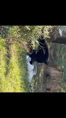 Reportan avistamiento de oso y generan alerta en la colonia Satélite Miradores