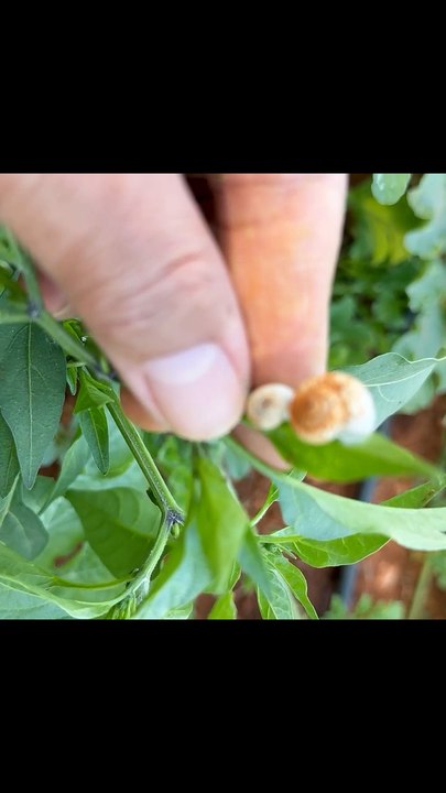 Snail damage to peppers