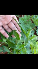 The cabbage butterfly has started laying its eggs.