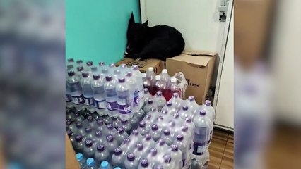 Cachorro de rua ferido se refugia em comércio após barulho de fogos; bombeiros fazem resgate