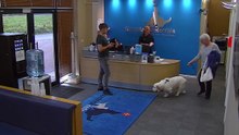 the supervet noel fitzpatrick s05e20 skyfire