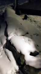 Midnight expedition with the bunny swarm. | #SparklegleamFarm #Bunny #farm #rabbit #farmanimals #cute