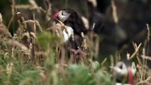 Wild Scotland: The Western Isles | show | 2013 | Official Trailer