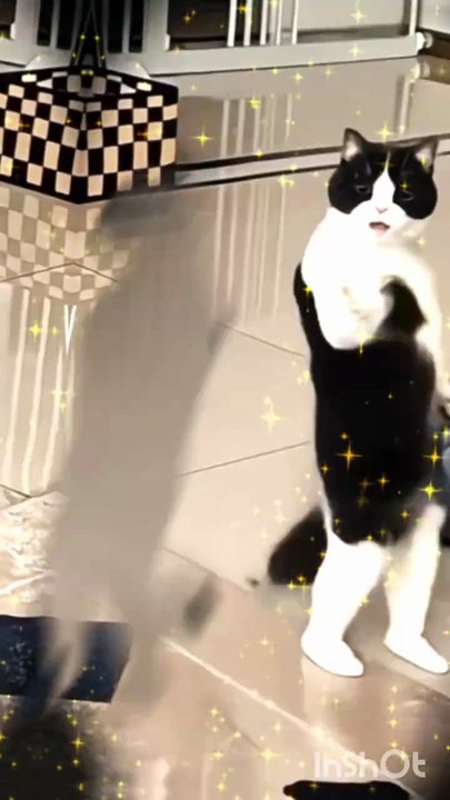 Cat new year